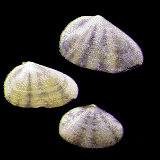 Kotoga's Donax