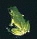 Forest Green Tree Frog