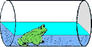 Frog Sand