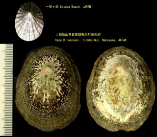 マツバガイ (ウシノツメ) Cellana nigrolineata small