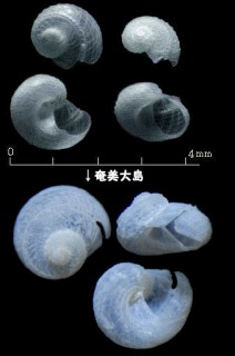 クチキレエビスガイ Scissurella staminea small