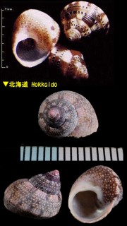 シリブトチグサ Cantharidus callichroa forma bisabalteata small