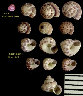 ヒナシタダミ Conotalopia ornata small