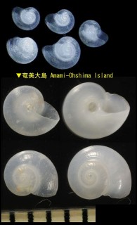 ウミコハクガイ Teinostoma lucidum small