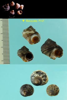 タマキビガイ Littorina brevicula small