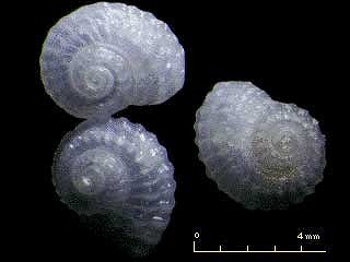 シラギク(ヒメギク)ガイ Pseudoliotia pulchella small