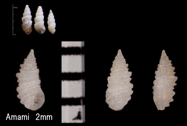 レイシツボ 茘枝小螺 Pyramidelloides miranda small