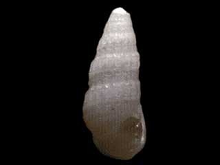 コウシボリチョウジガイ Phosinella tornatilis small