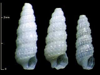 ミショウ　島根未詳 34(白網目) Phosinella phosinella small