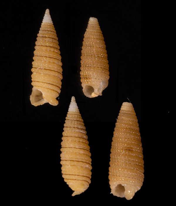 ビクニキリオレ 比丘尼錐折 Monophorus monachus small