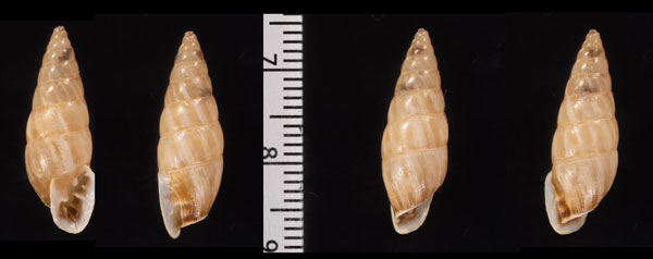 リベイラオニグチギセル (仮称) Bahiensis ribeirensis small