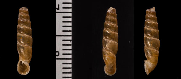 ツヤペルーギセル (仮称) Gracilinenia nitens small