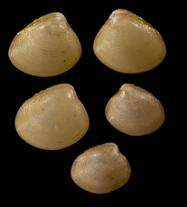 ヨセナミクルミ 寄波胡桃貝 Nucula tokyoensis small