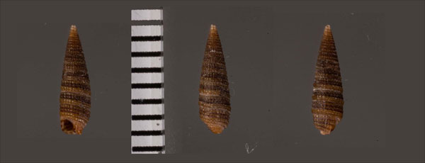 レンガマキキリオレ Monophorus testaceus small