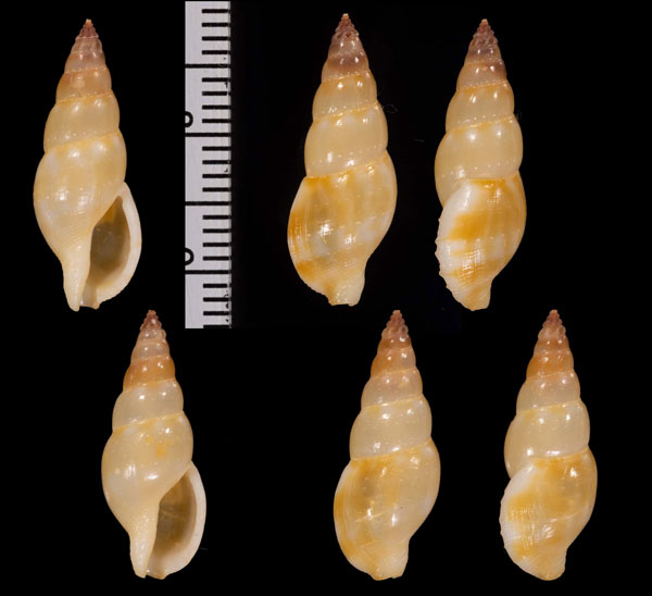リソフデシャジク (仮称) Daphnella rissoides small