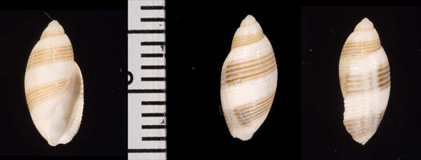チビシイノミガイ Rictaxis albus small