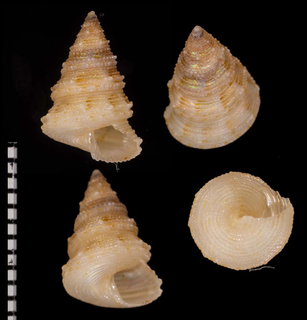 セイタカエビス Calliostoma dedonderi small