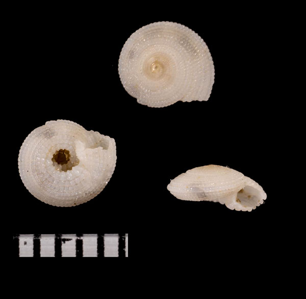 タカラナワメグルマ Pseudotorinia gemmulata small