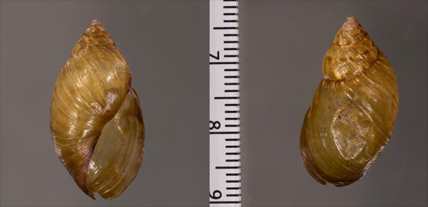 コルメイロマイマイの近似種 Stenostylus colmeiroi aff. small