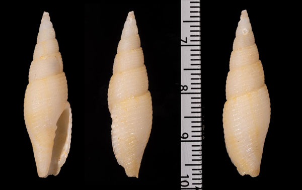 マイヤーフデ (仮称) Calcimitra meyeriana small