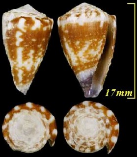 ナットイモ Conus nux small