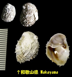 アワブネ (クルスガイ) Crepidula gravispinosus small