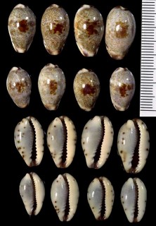 メダカラ Purpuradusta gracilis japonica small