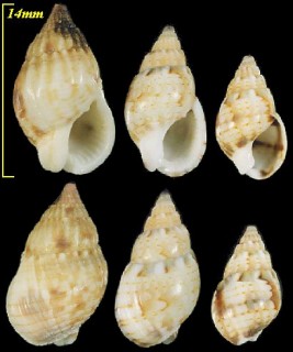 ヒメヨフバイ Nassarius gaudiosus small