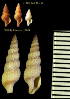ヌノメシャジク Etrema subauriformis