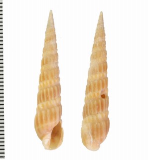 イワカワトクサガイ Duplicaria evoluta small