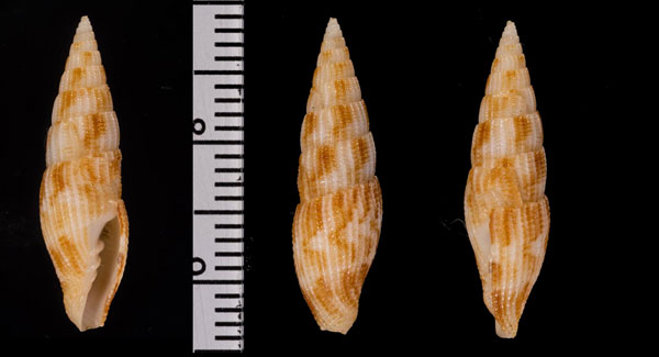 オオツクシモドキ (仮称) Vexillum rectilateralis small