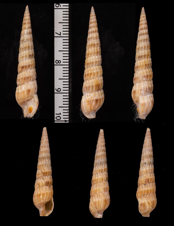 ヒメトクサ(トクサガイ) Punctoterebra japonica small