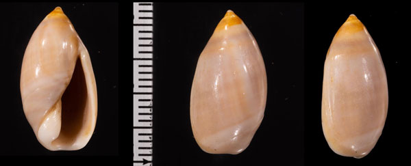 シマカキイロホタル (仮称) Ancilla ventricosa ventricosa small