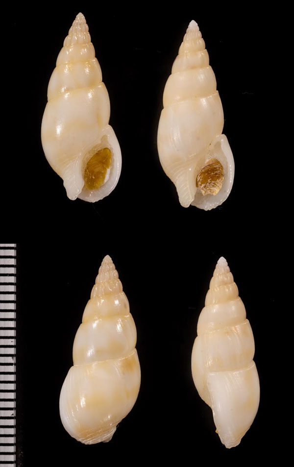 ポリネシアツヤムシロ (仮称) Nassarius poupini small