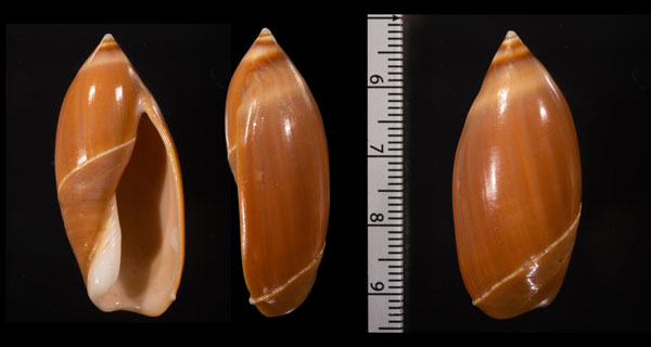 クリソマリュウグウボタル (仮称) Ancilla chrysoma small