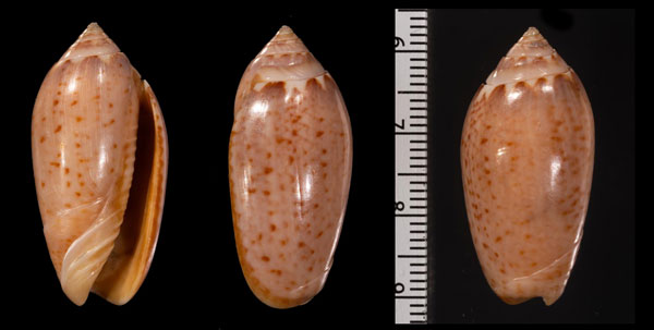 アミコミマクラ (仮称) Oliva kaleontina small