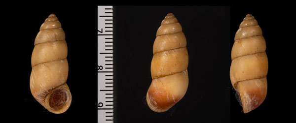 スソグロインゲンガイ Megalomastoma croceum small