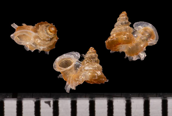 サンダカンノタウチガイ Opisthostoma mirabile small