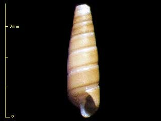 ホソクチキレの仲間 Syrnola cylindrella small