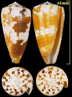 ユキゲイモ Conus striatellus small