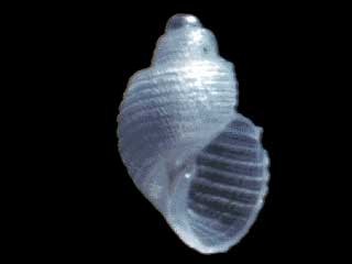 チリメンクチキレ Kleinella sulcata small