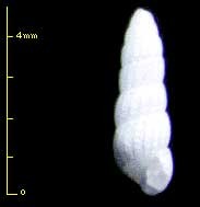 コウシバリイトカケギリ Pyrgiscilla matsunamiensis small