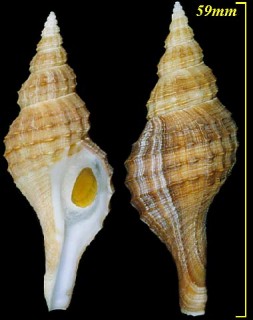 キラアラレナガニシ Granulifusus kiranus small