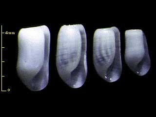 ヘコミツララガイ Coleophysis succincta small