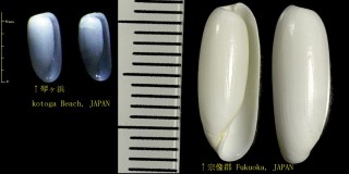 クダタマガイ 管玉貝 Adamnestia japonica small