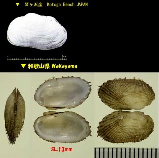 エガイ 江貝 (ニヨリエガイ) Barbatia foliata small
