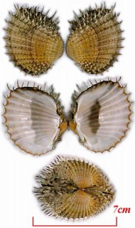 イガザル Acanthocardia aculeata small