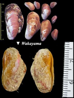 ヒバリガイ Modiolus nipponicus small