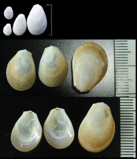 ハネガイ 羽貝 Ctenoides lischkei small