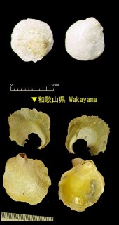 ナミマガシワガイ Anomia chinensis small